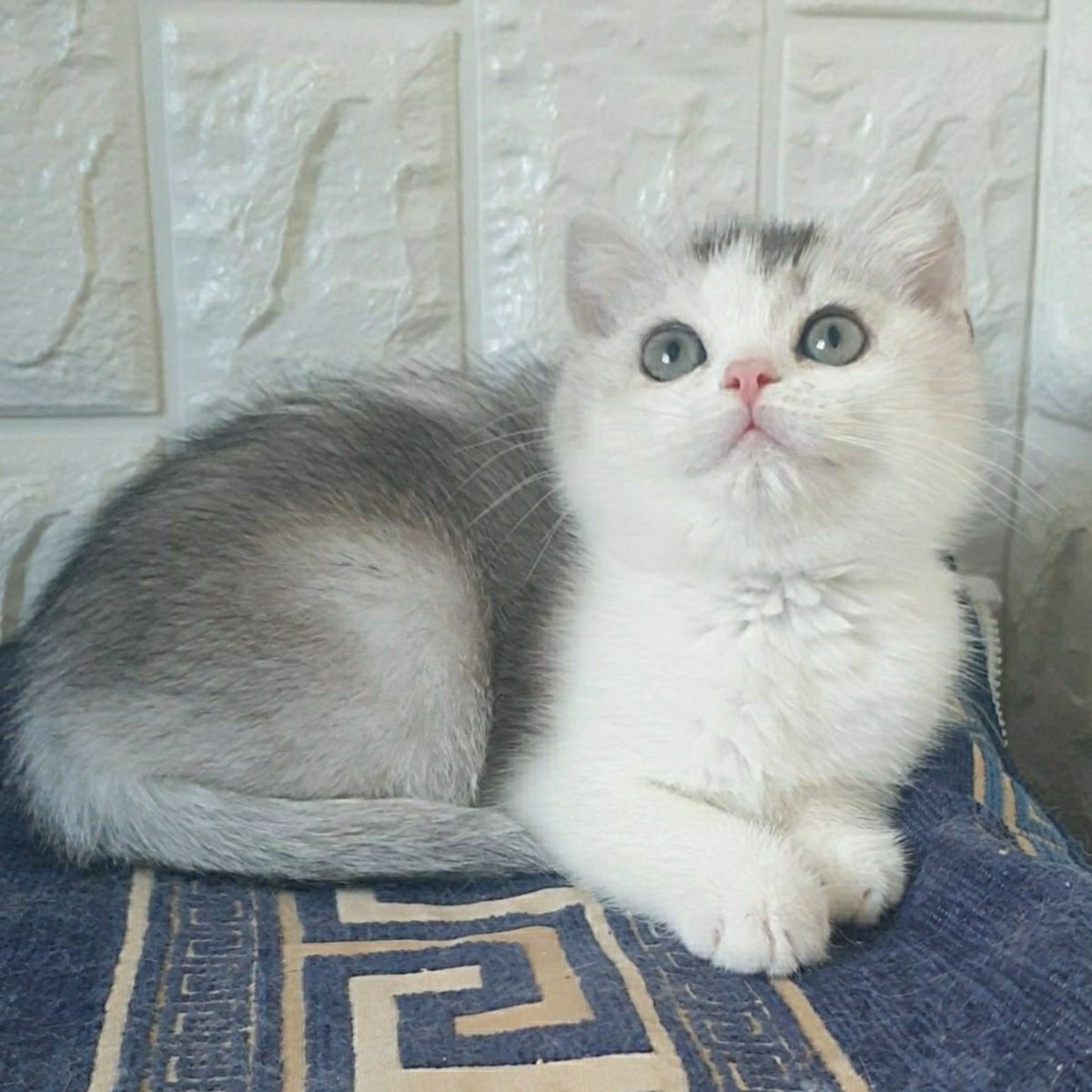 Poll British Shorthair male, black silver ticked tabby bicolour