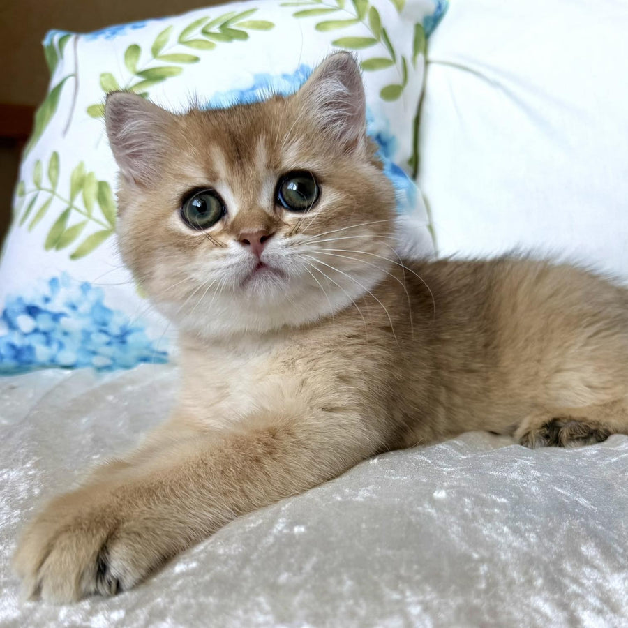 Crispy British Shorthair male, black golden shaded