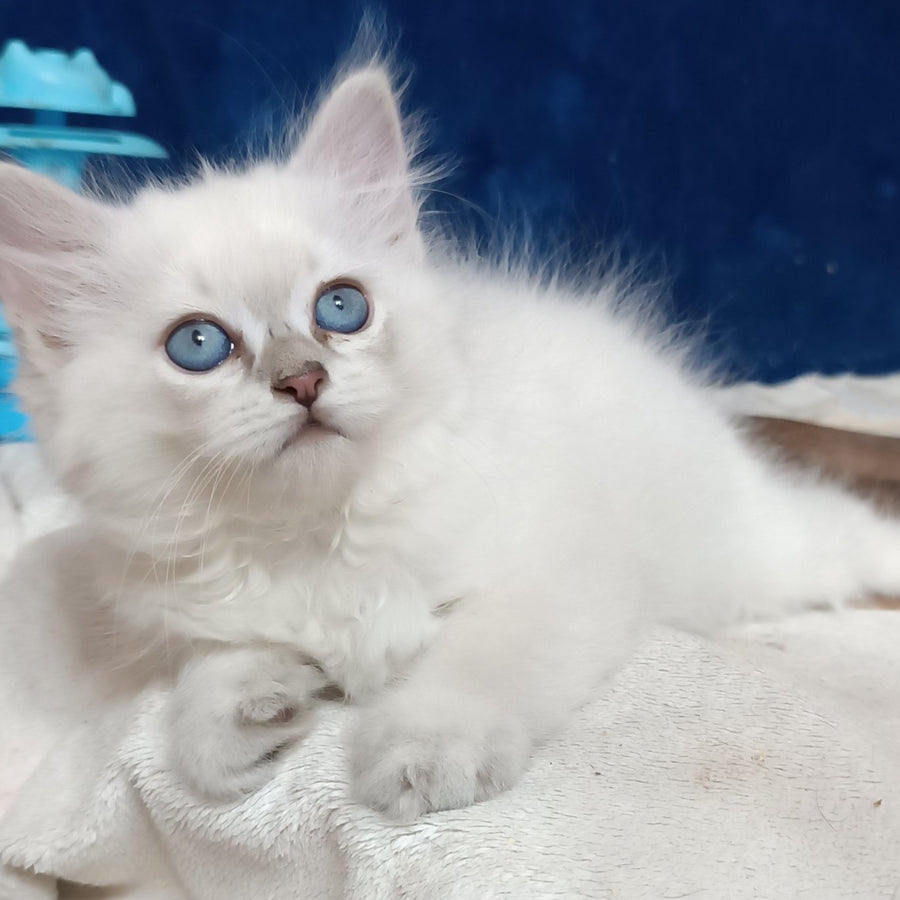 Dakota Siberian female, blue tabby pointed