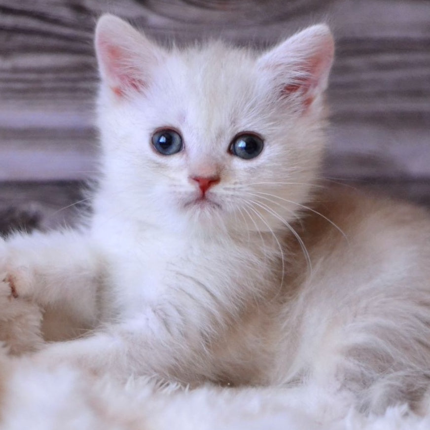 Hugo British Shorthair male, blue silver tabby