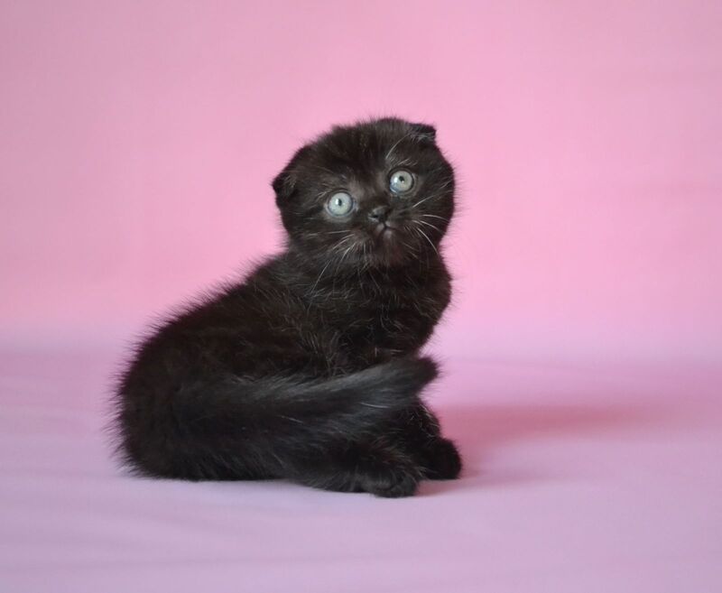 Mikola Scottish Fold male, black