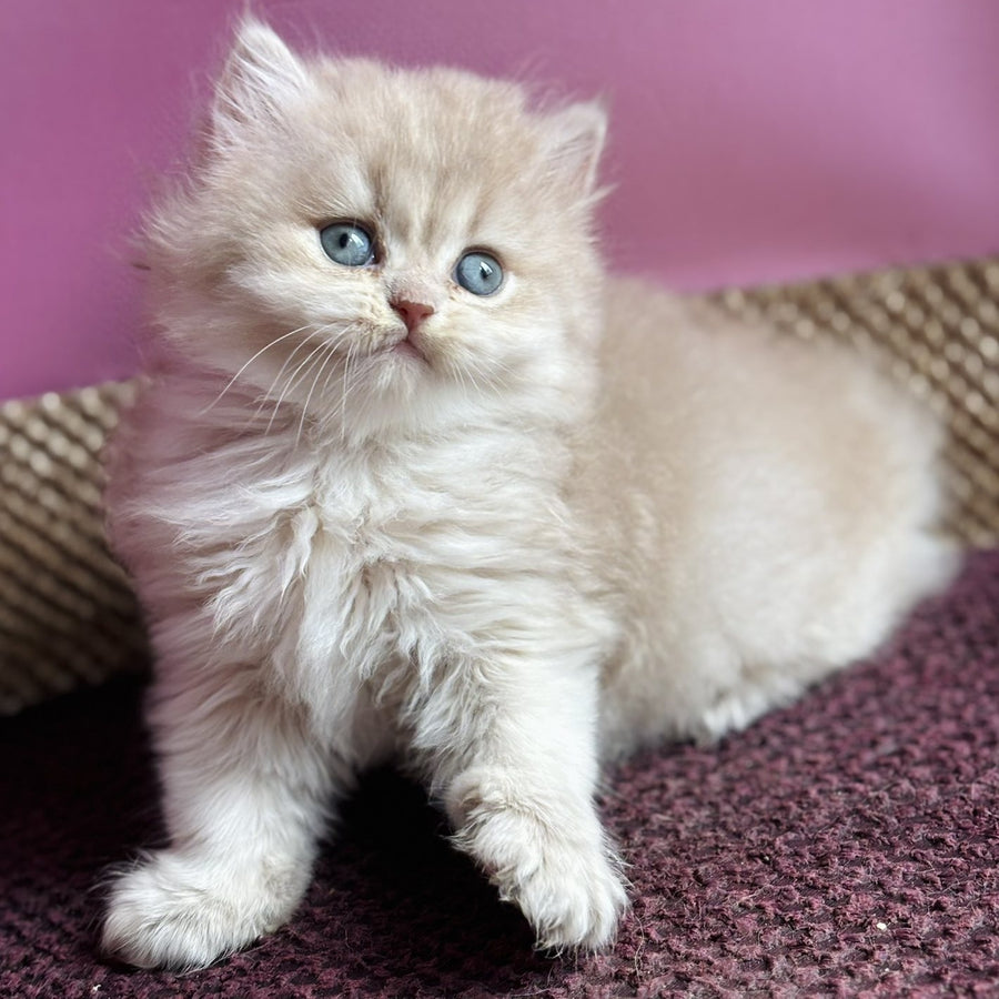 Shanti British Longhair female, lilac golden shaded