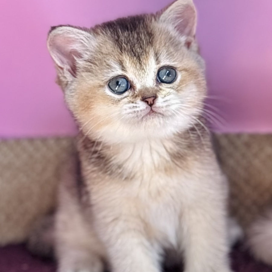 Sisi British Shorthair male, black golden ticked tabby