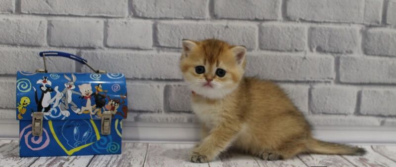 Grey's Scottish Straight female, black golden ticked tabby