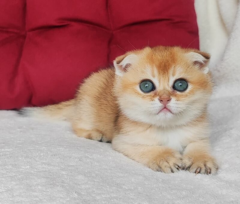 Viva Scottish Fold female, black golden shaded