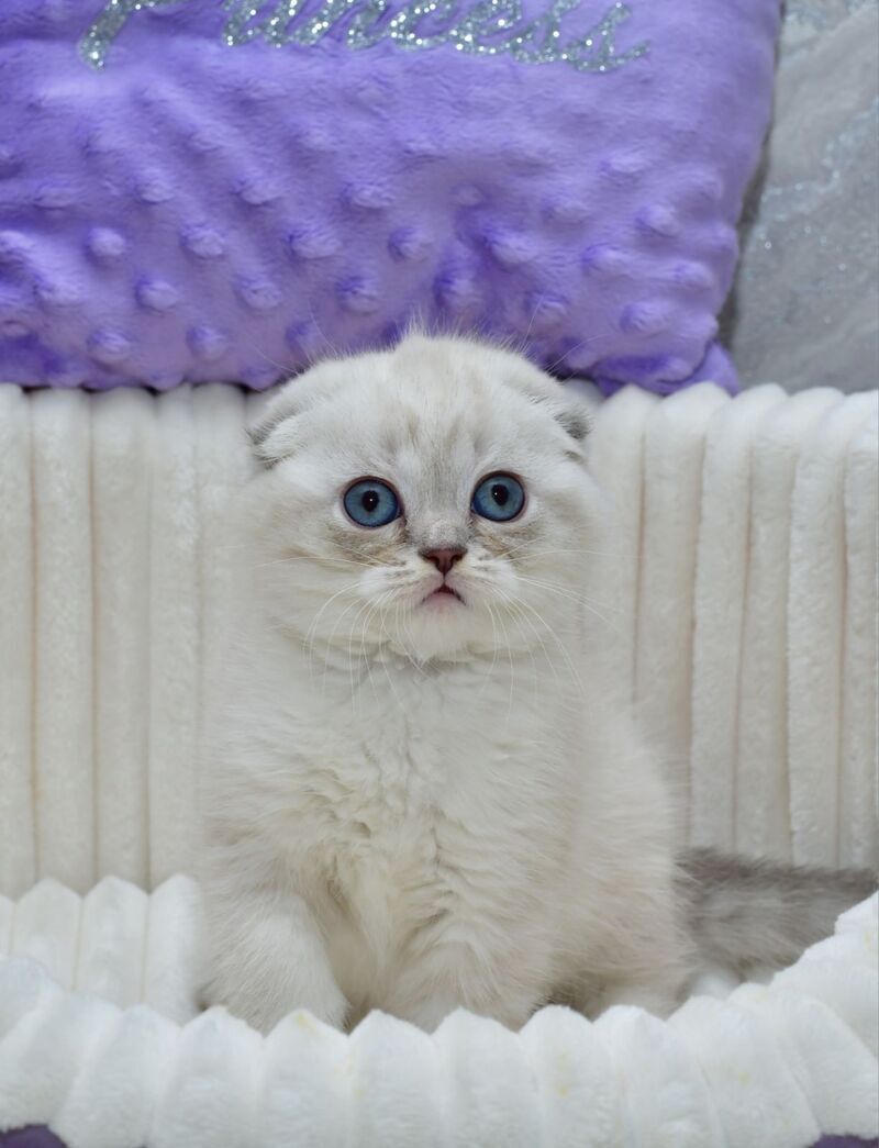 Jennifer Scottish Fold female blue tortie tabby pointed - live animals