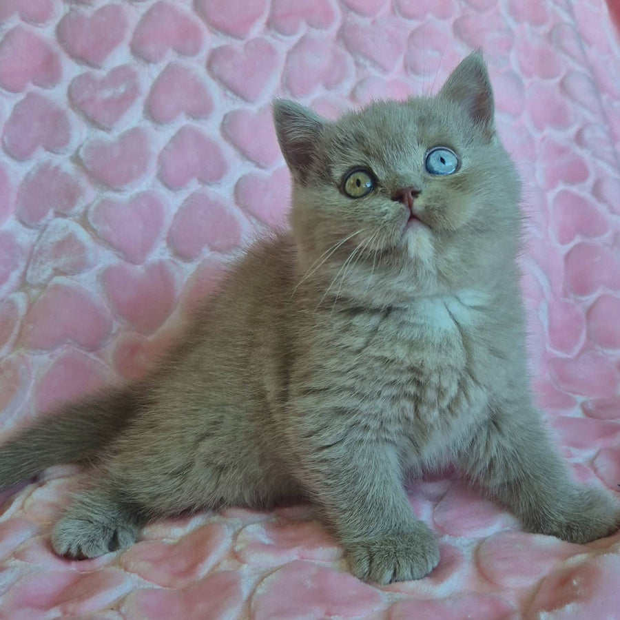 Jessica British Shorthair female, lilac with white