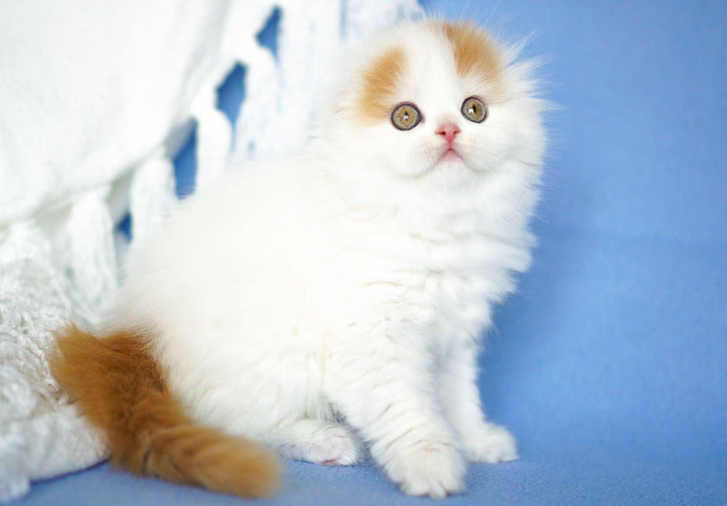 Pumpkin Scottish Fold female red tabby van - live animals
