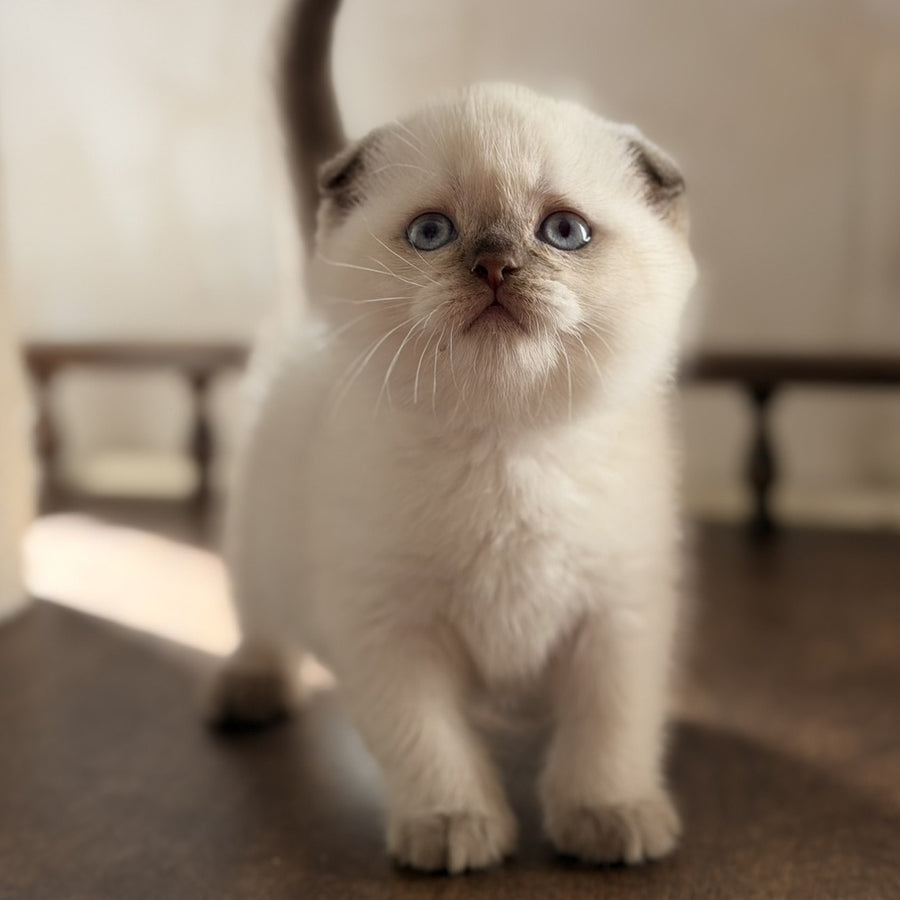 Tutsi Scottish Fold female, chocolate pointed