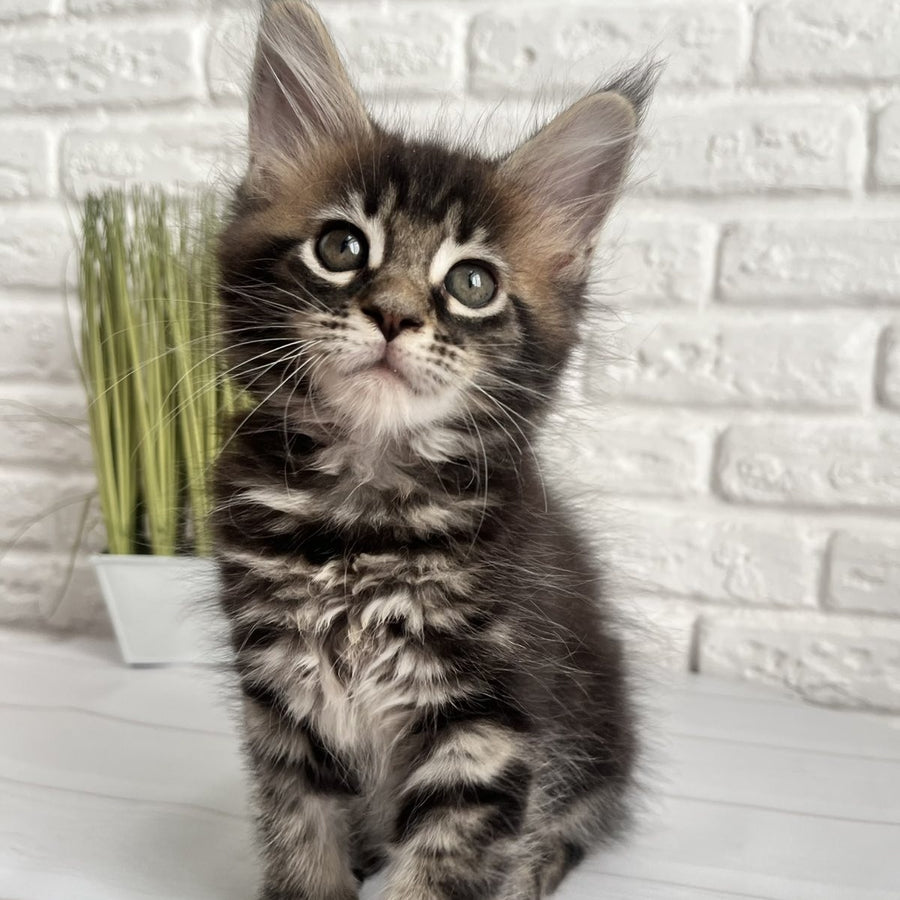 Jade Maine Coon female, black tabby