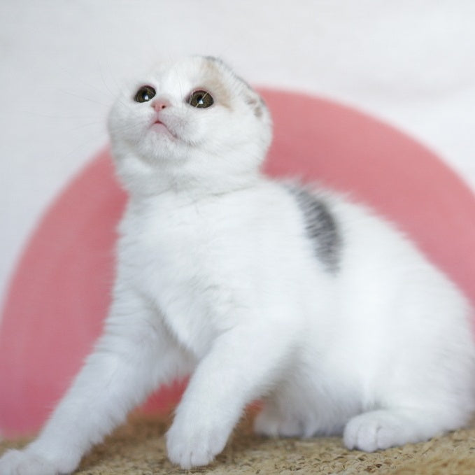 Qaylie Scottish Fold female, blue tortie tabby harlequin