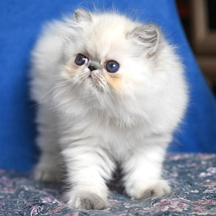 Areta Persian female, blue tortie tabby pointed