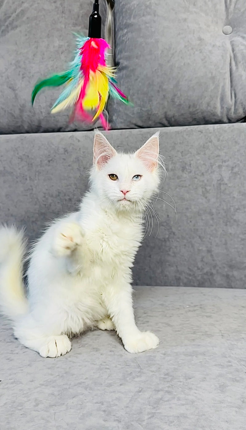 Pearla Maine Coon female, white