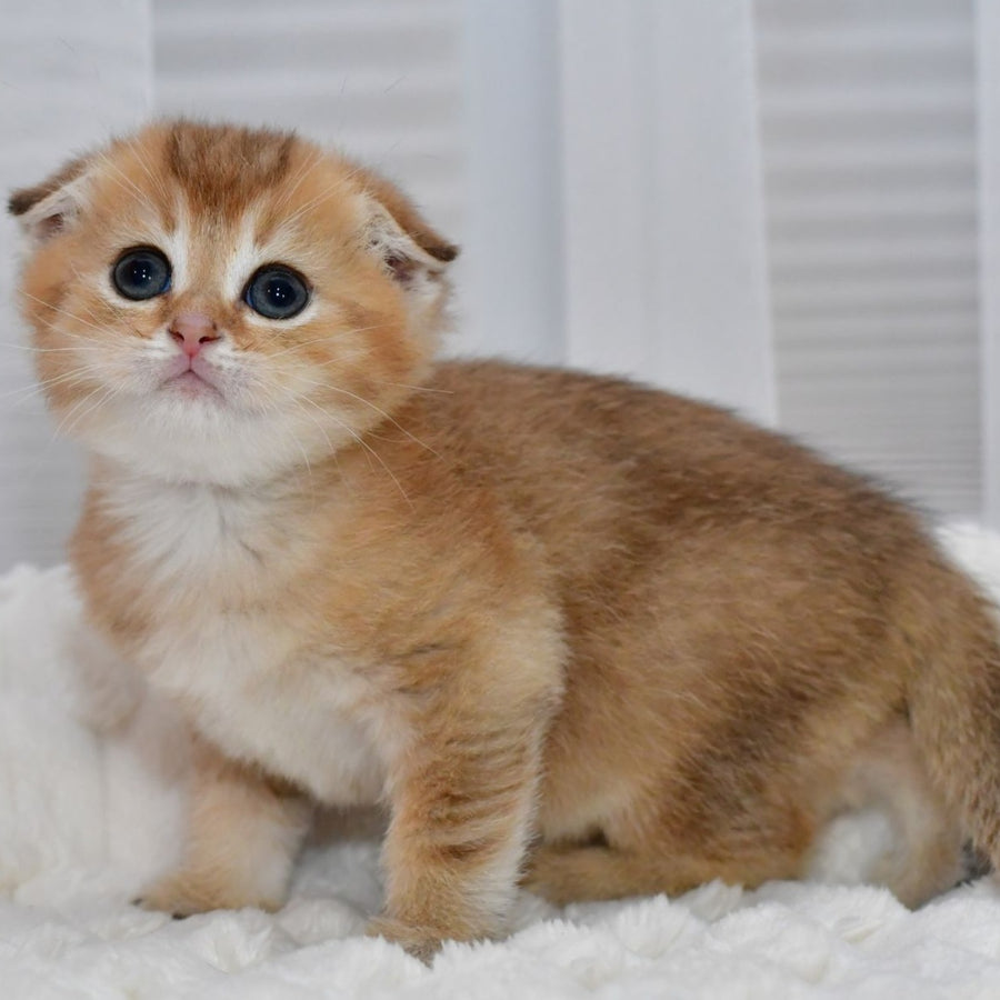 Nolan Scottish Fold male, black golden shaded