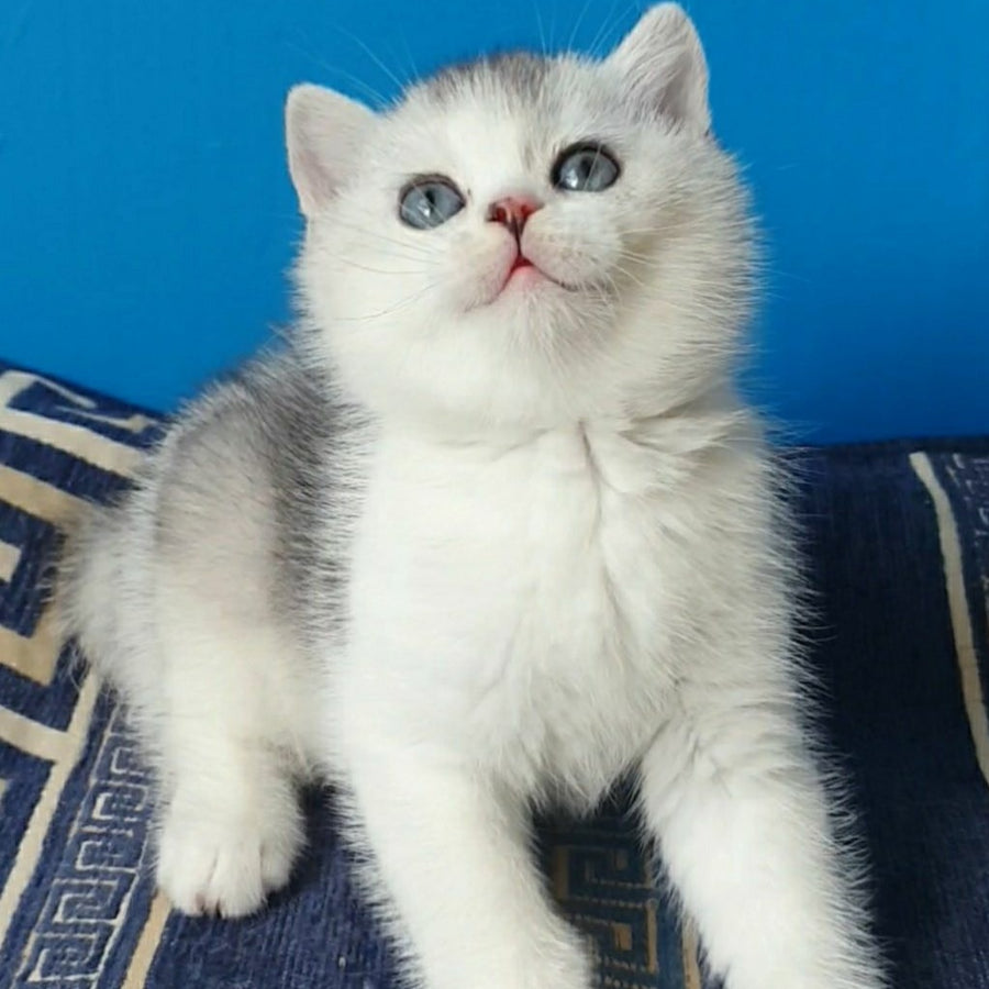 Pompon British Shorthair male, black silver ticked tabby bicolour