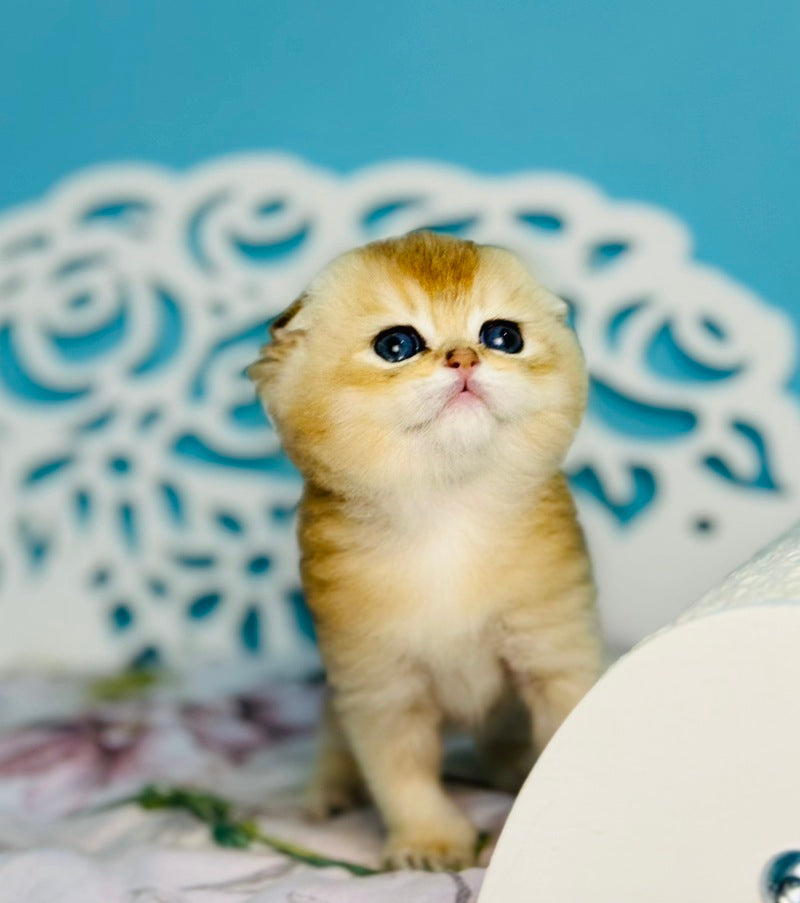 Yummy Scottish Fold male, black golden shaded