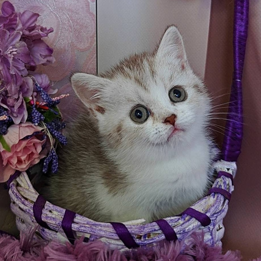 Zeta Scottish Straight female, chocolate golden spotted tabby bicolour