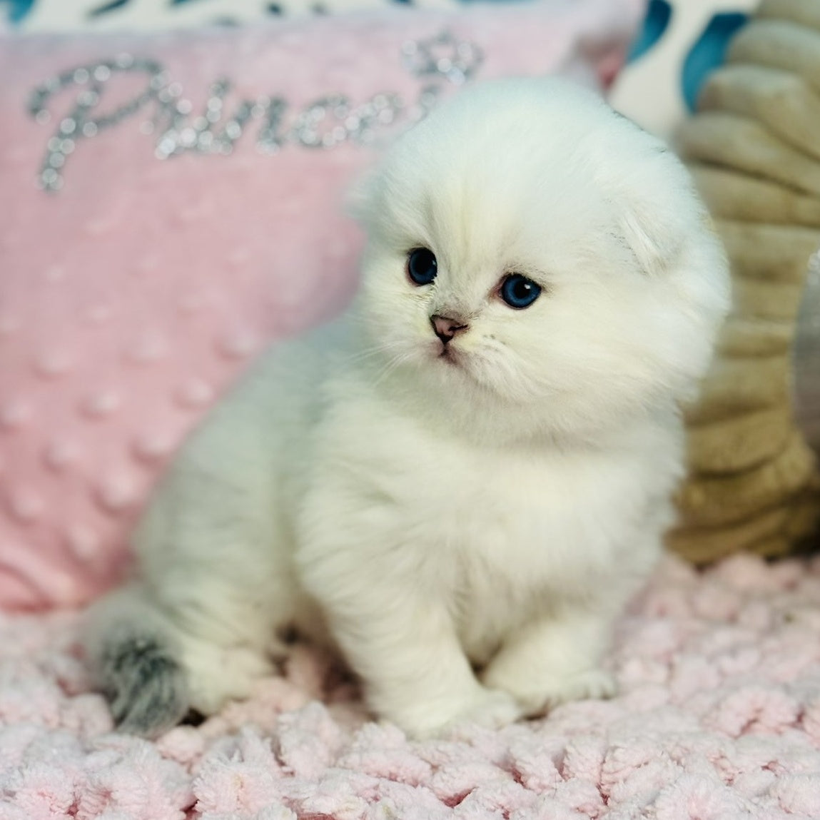 Ice Scottish Fold male, black silver shaded pointed