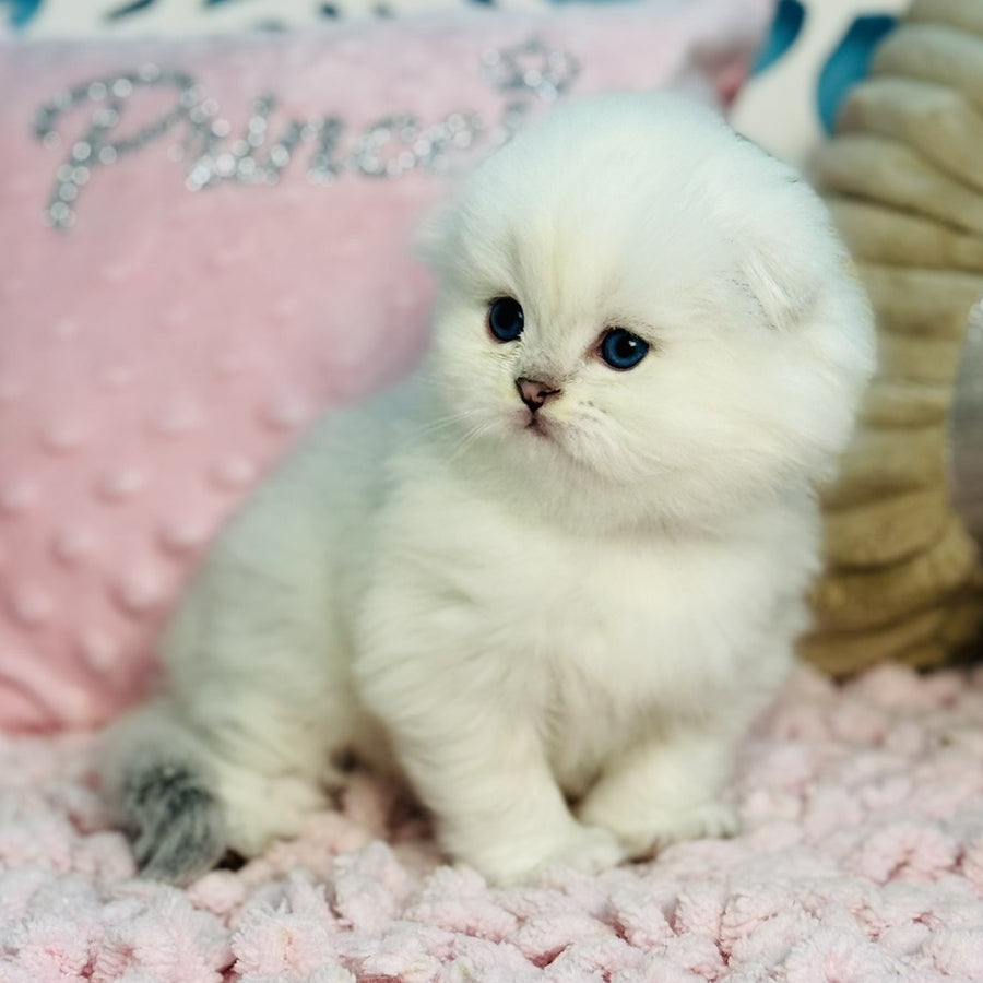 Ice Scottish Fold male, black silver shaded pointed