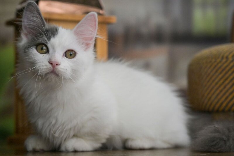 Teodoro Munchkin male, blue van