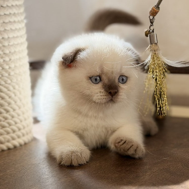 Tutsi Scottish Fold female, chocolate pointed