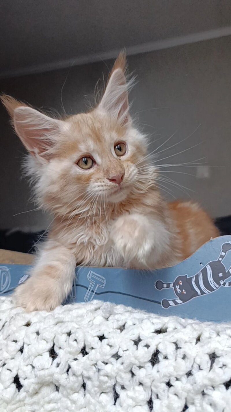 Orange Maine Coon male red silver - live animals