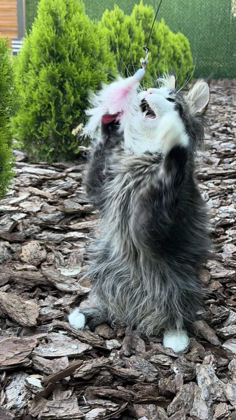 Dior Maine Coon male, black tabby with white