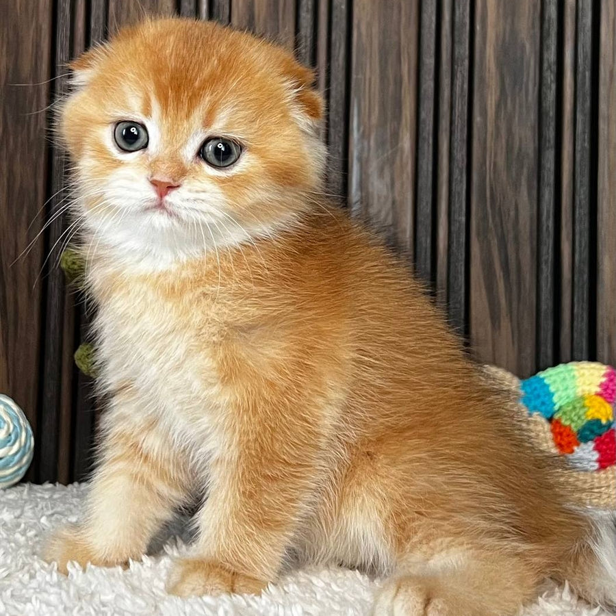 Nala Scottish Fold female, black golden chinchilla
