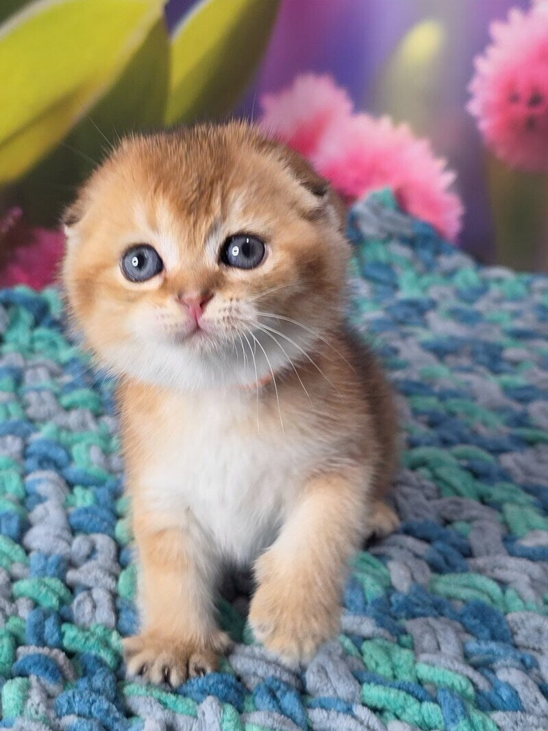 Dushes Scottish Fold male black golden shaded - live animals