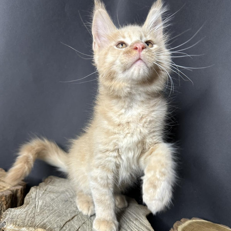 Pluto Maine Coon male, cream bicolour