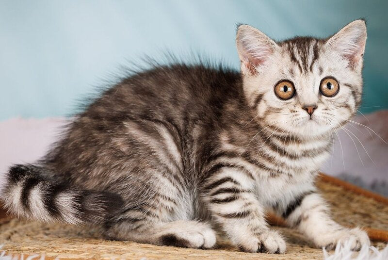 Uma Scottish Straight female, black silver spotted tabby