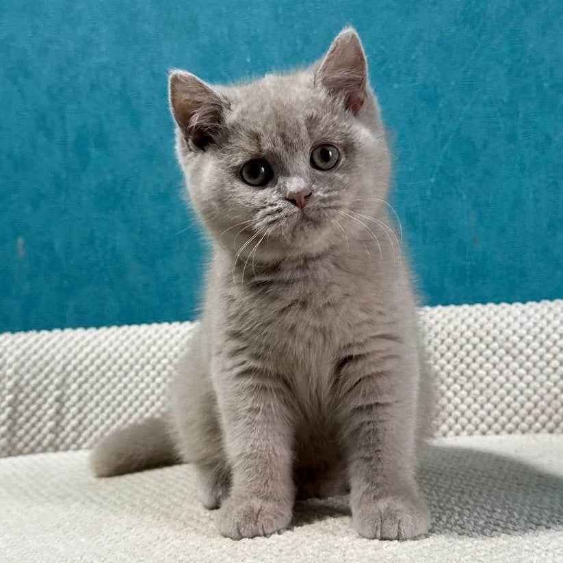 Bonya British Shorthair female, fawn