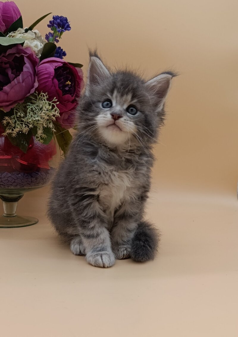 Damond Maine Coon male, blue silver tabby