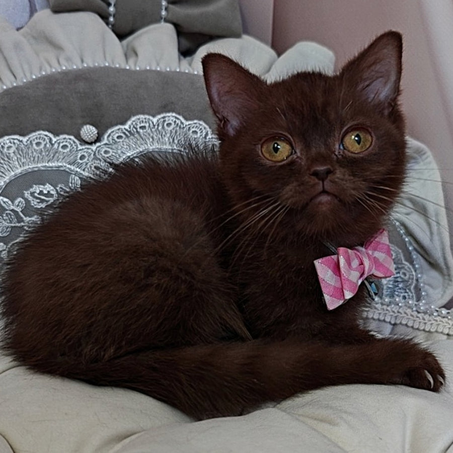 Volter British Shorthair male, chocolate