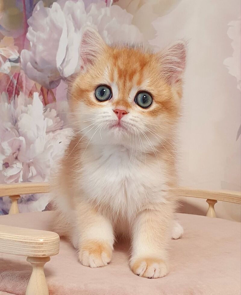 Villi British Shorthair male, black golden chinchilla