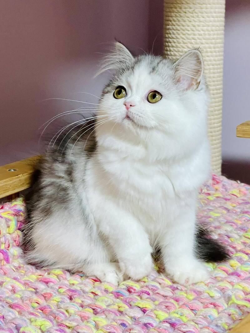 Monica Scottish Straight female, black silver tabby bicolour