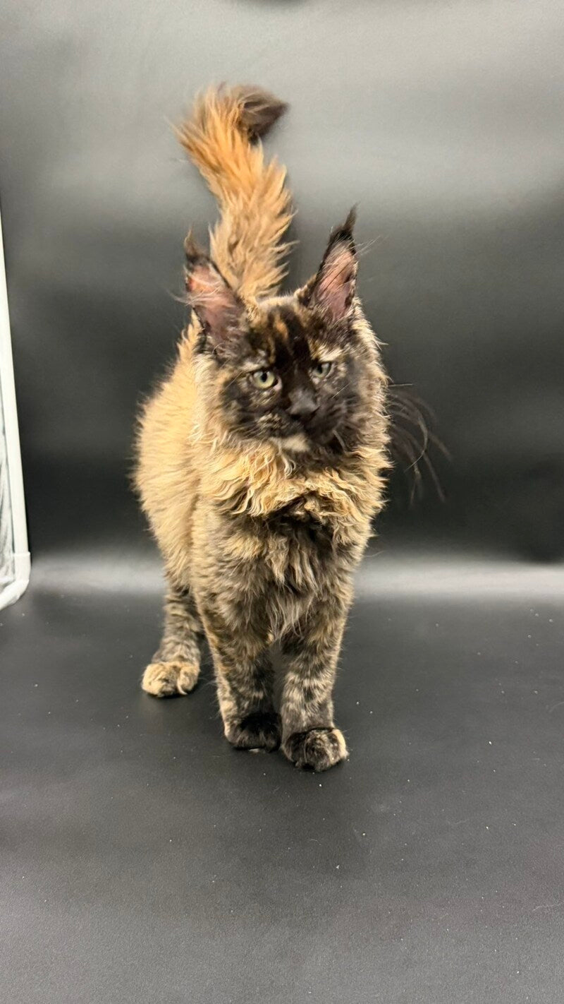 Wetta Maine Coon female black tortie - live animals