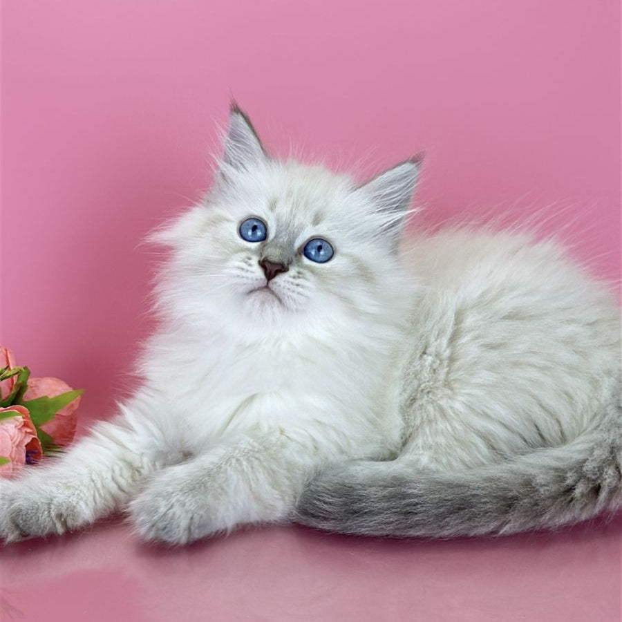 Zenia Siberian female, blue tabby pointed