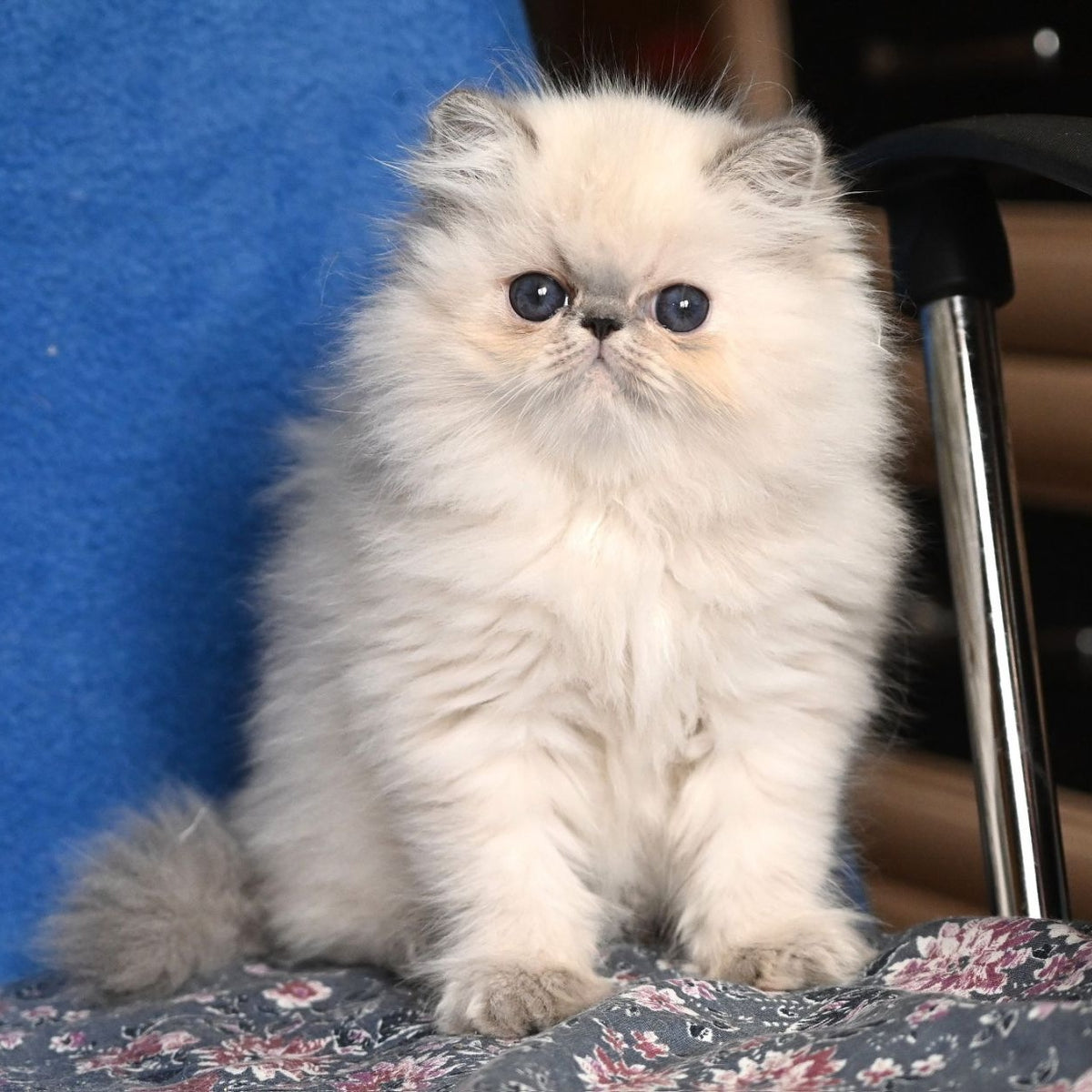 Areta Persian female, blue tortie tabby pointed