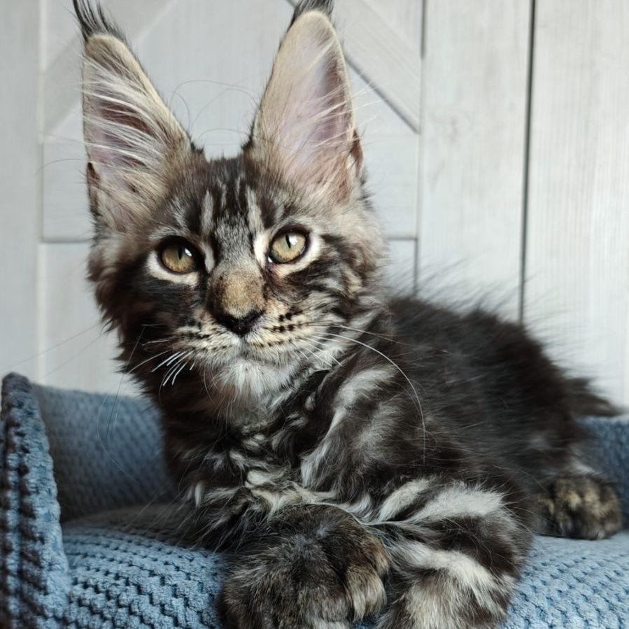 Zorro Maine Coon polydactyl 6x6x6x6 male, black silver tabby