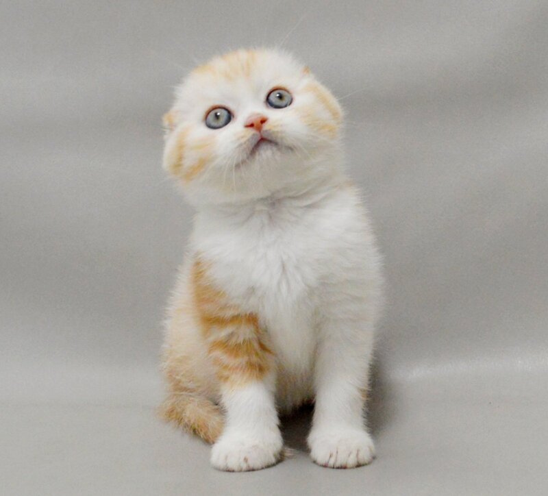 Vincent Scottish Fold male red silver spotted tabby bicolour - live animals
