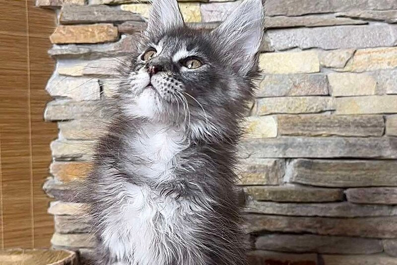 Ruta Maine Coon female, black silver tabby