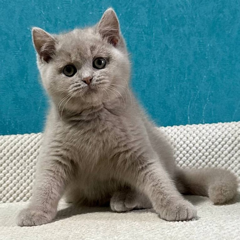 Bonya British Shorthair female, fawn