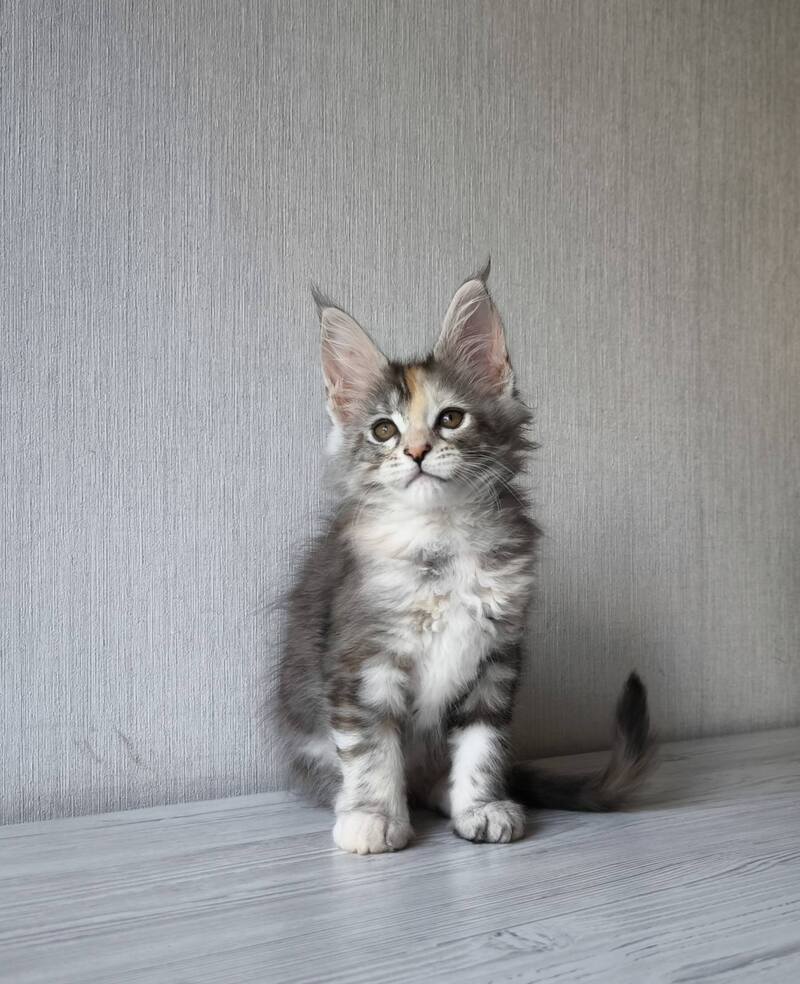 Dea Maine Coon female, black tortie silver spotted tabby
