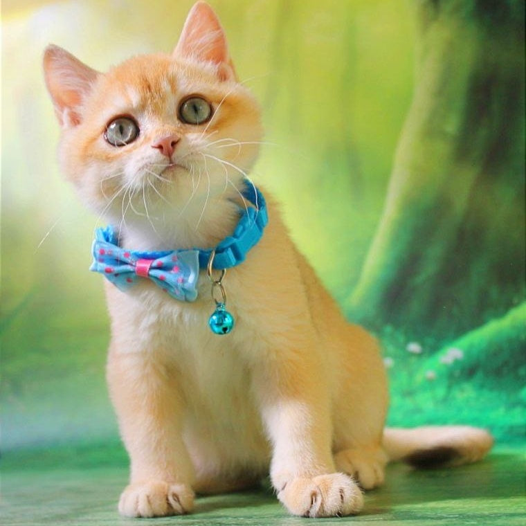 Kosmos British Shorthair male, chocolate golden chinchilla