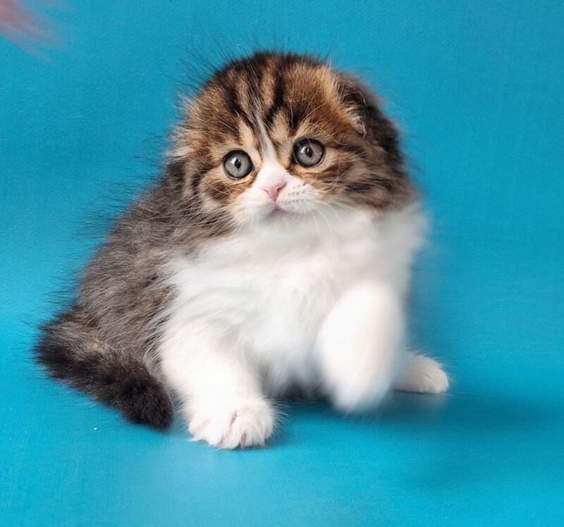 Xan Scottish Fold male, black bicolour spotted tabby
