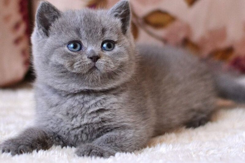 Emma British Shorthair female blue - live animals