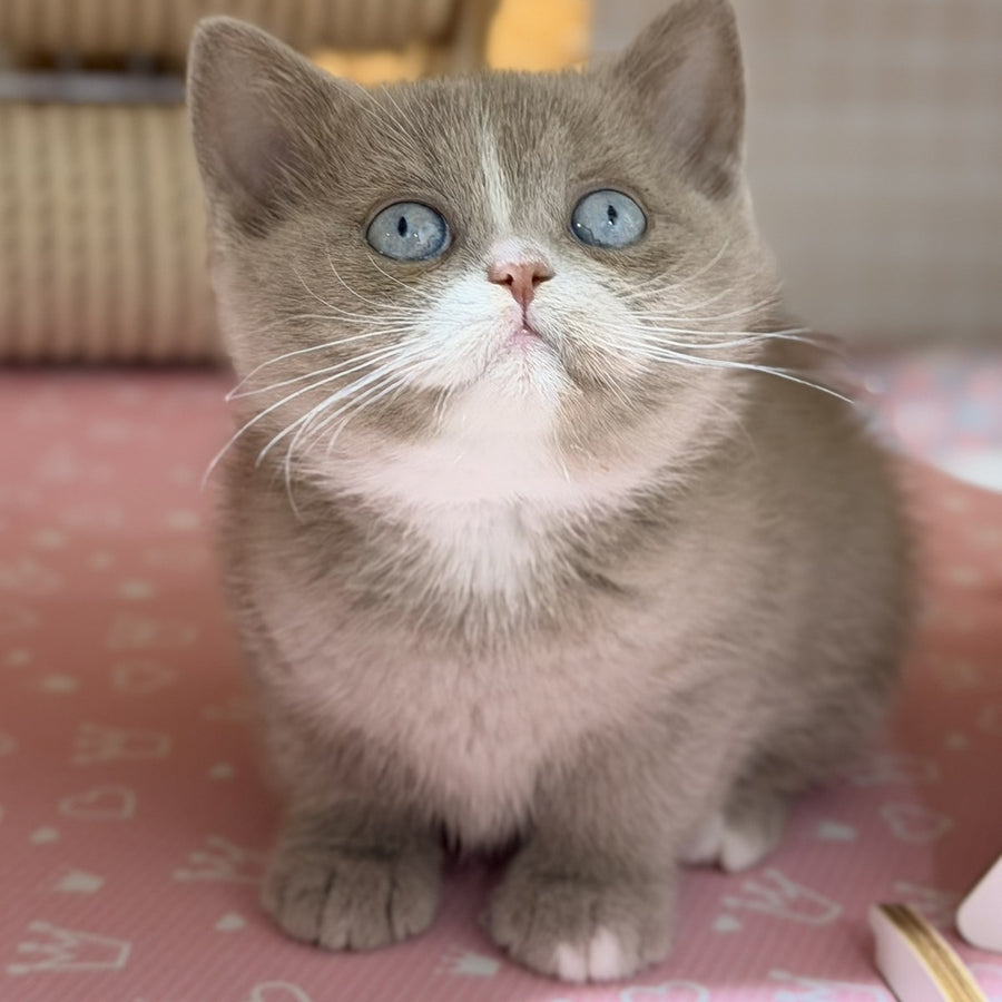 Solena British Shorthair female, lilac with white