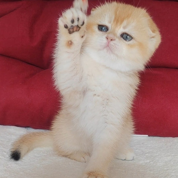 Yasmin Scottish Fold female, black golden chinchilla