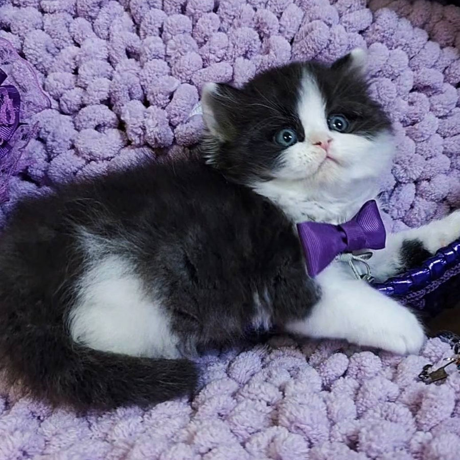 Velvet Scottish Straight male, black bicolour tabby